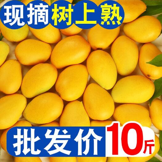 台农芒果新鲜热带水果现摘树上熟透超甜小贵妃凯特大青金煌批发价