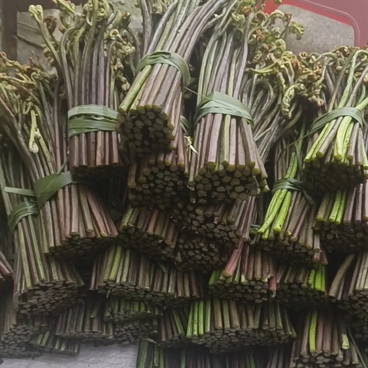 贵阳新鲜蕨菜