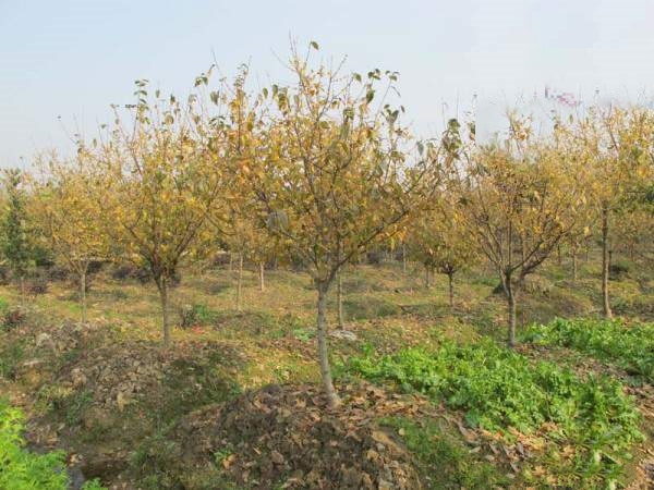 腊梅产地批发价格，基地直接发货欢迎选购