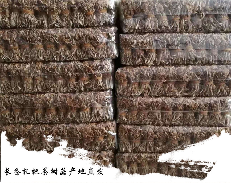 23年新货茶树菇干货开伞茶树菇香嫩农家自产江西广昌茶薪菇散装