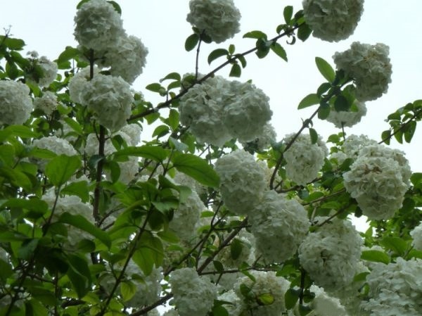 沭阳县绣球花产地批发价格，基地直接发货欢迎选购