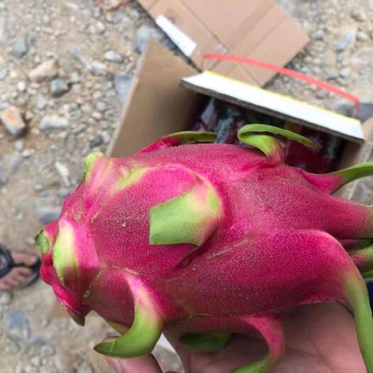 勐海县越南火龙果产地直发红白心都有