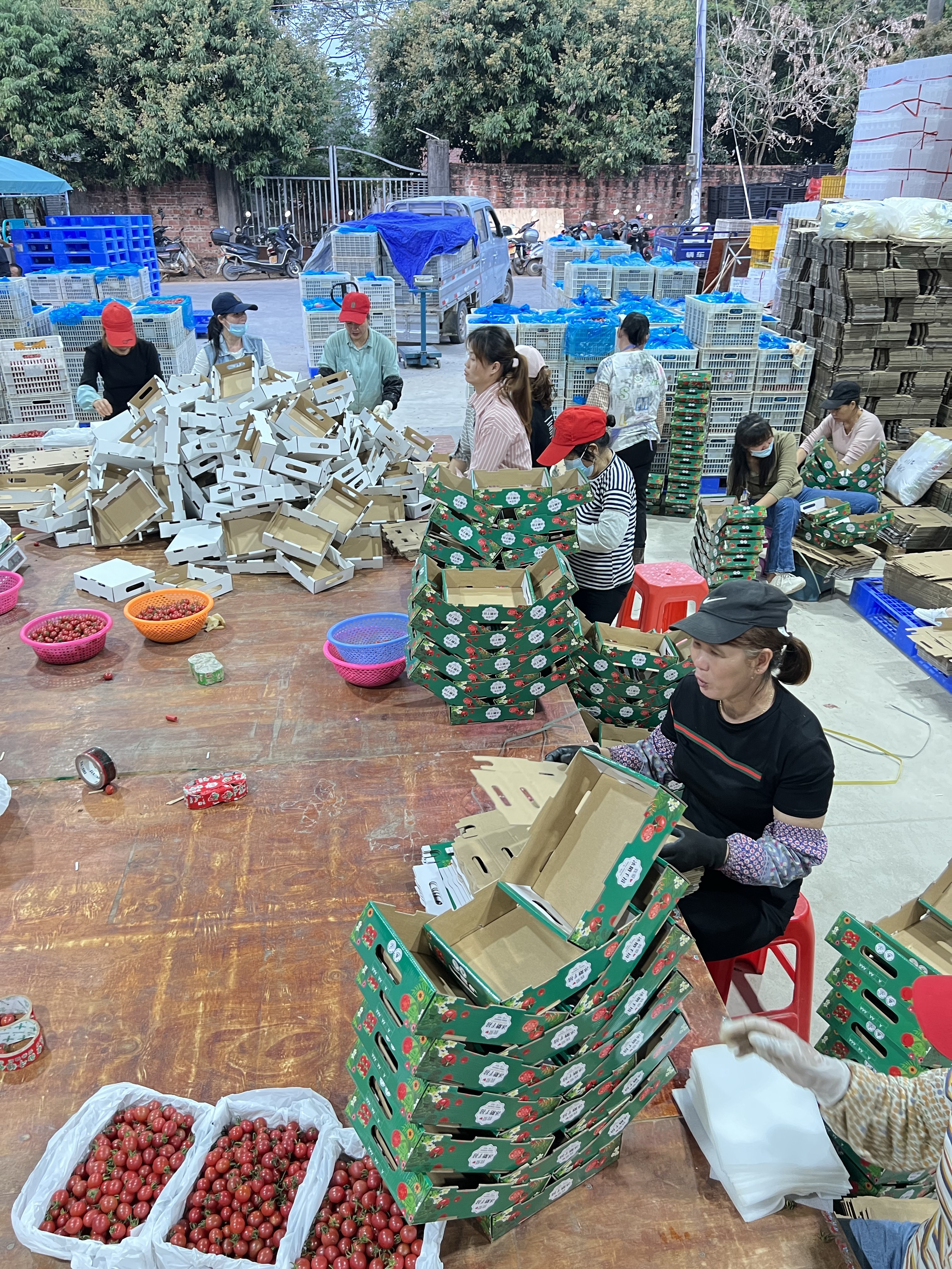 千禧圣女果广东电白一手货源产地直供，现在大量上市欢迎来电咨询