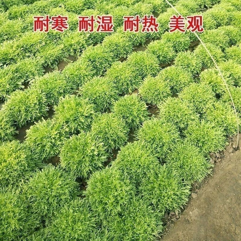 苦苣种子苦菊菜籽种芽盆栽蔬菜种孑种籽春秋冬季四季播生菜青菜