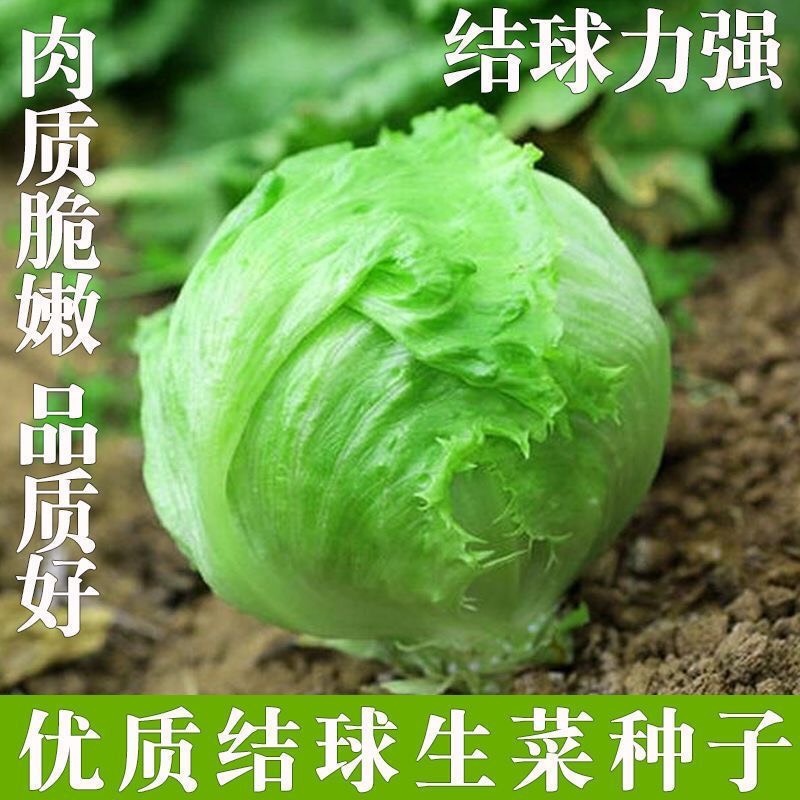 奥森结球生菜种子（大包装）