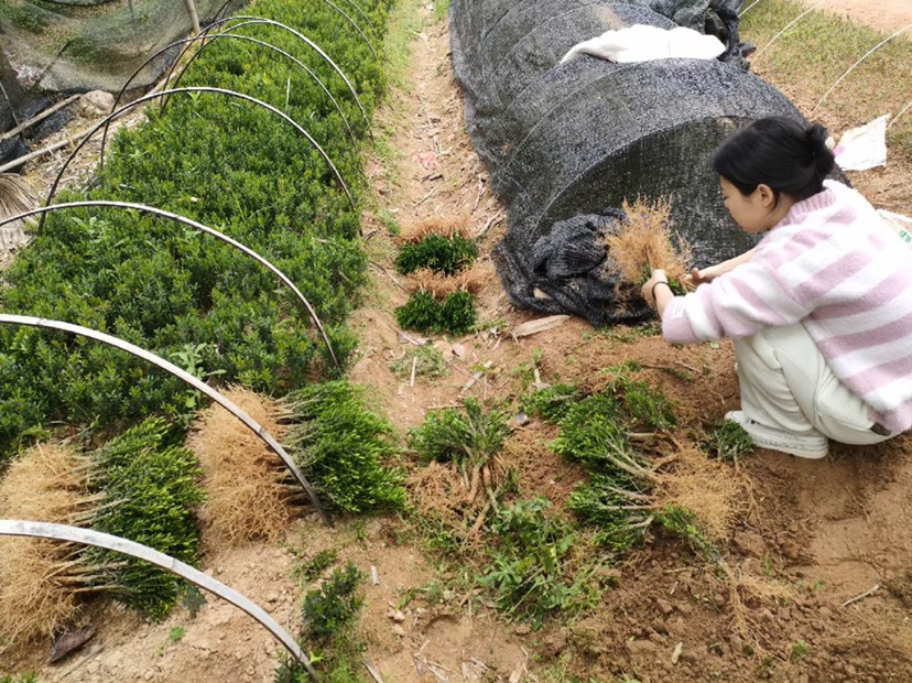 雀舌小叶黄杨两年苗，有够粗壮，都是大粗杆扦插的。买到就是赚到