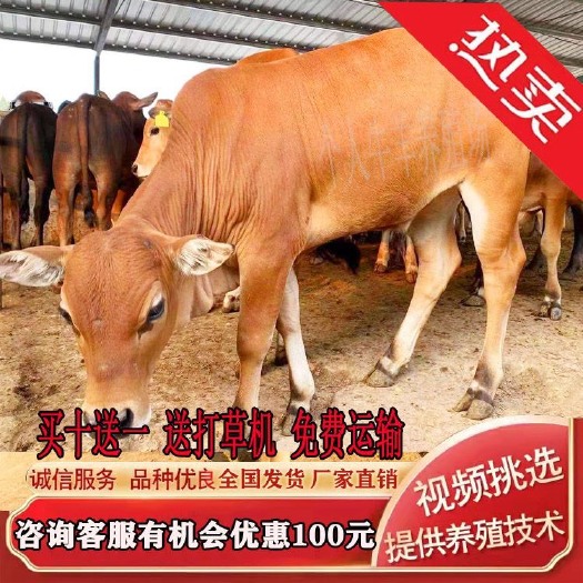 嘉祥县鲁西黄牛西门塔尔小牛犊肉牛犊子活苗2-3个月小牛仔活牛养殖技