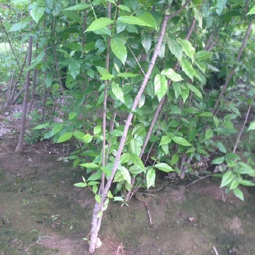 沭阳县腊梅产地批发价格，基地直接发货欢迎选购