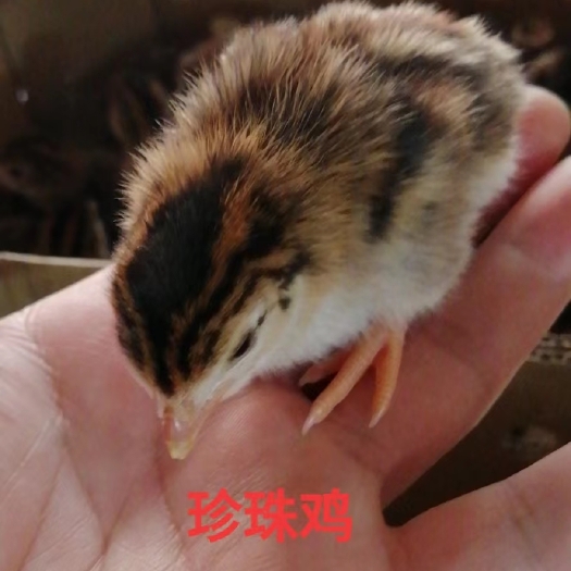广州珍珠鸡，混合苗