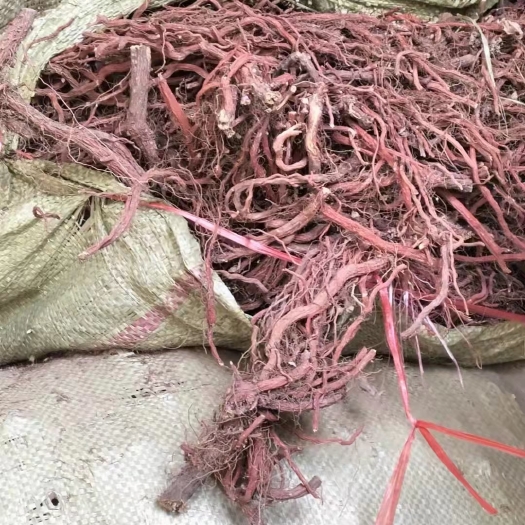 平邑县丹参