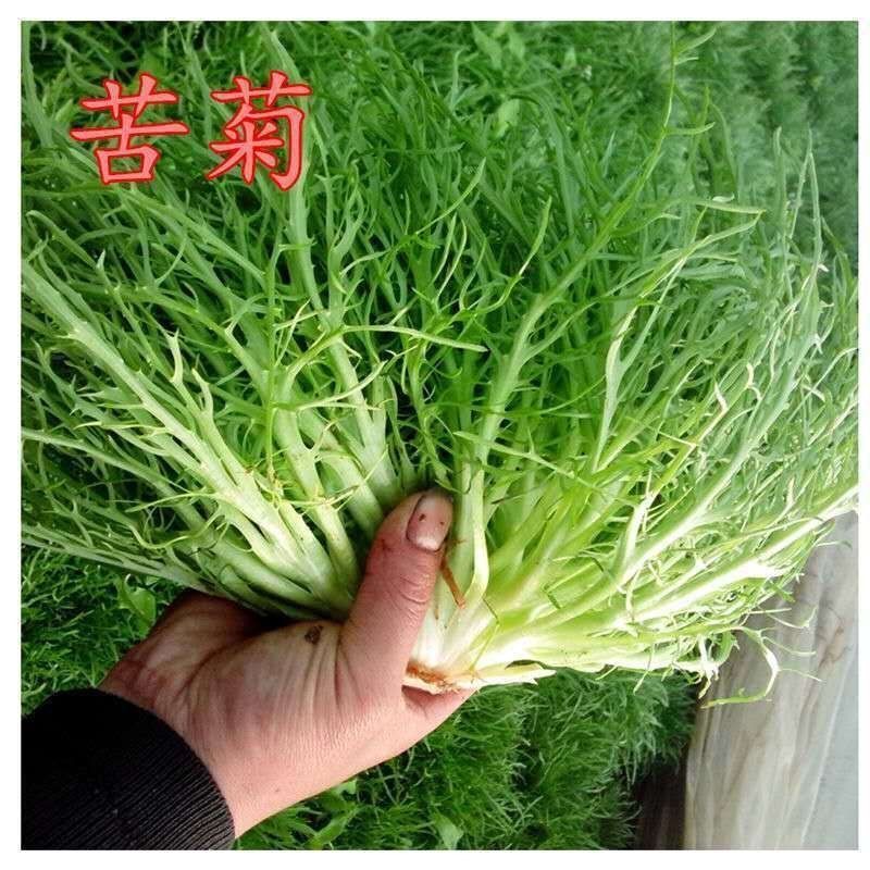 苦苣种子苦菊菜籽种芽盆栽蔬菜种孑种籽春秋冬季四季播生菜青菜