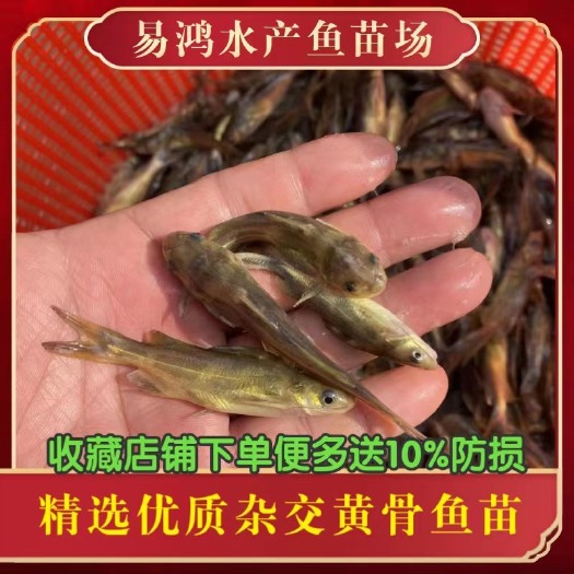 广州优质黄颡鱼苗，黄骨鱼苗，黄辣丁鱼苗，基地批发价出售，技术跟进