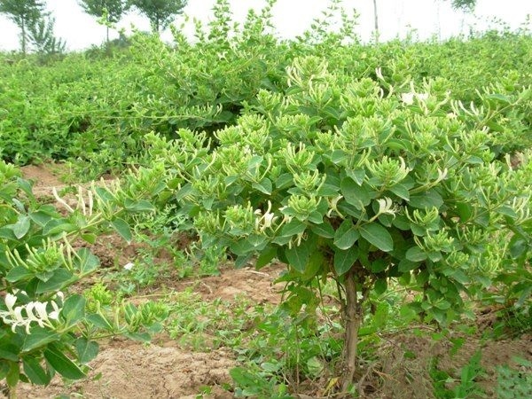 沭阳县金银花产地批发价格，基地直接发货欢迎选购
