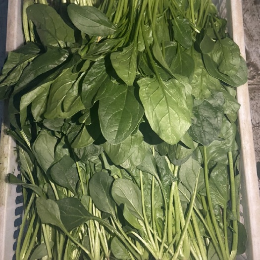南通蔬菜基地菠菜全年供货、货源充足、品相优良、一手货源价格优