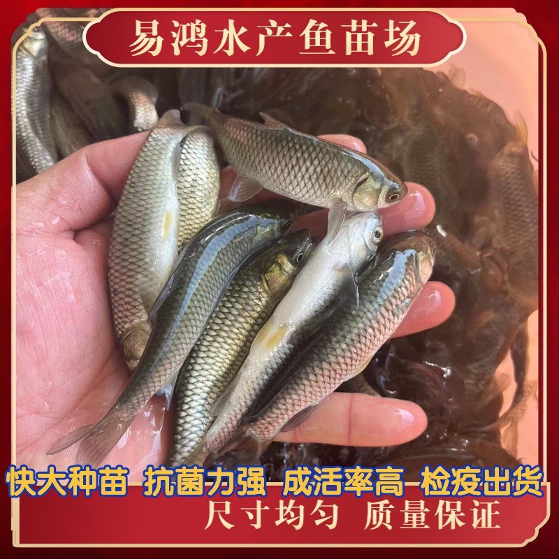 草鱼苗批发，脆肉草鱼苗批发，已打疫苗，生长速度快