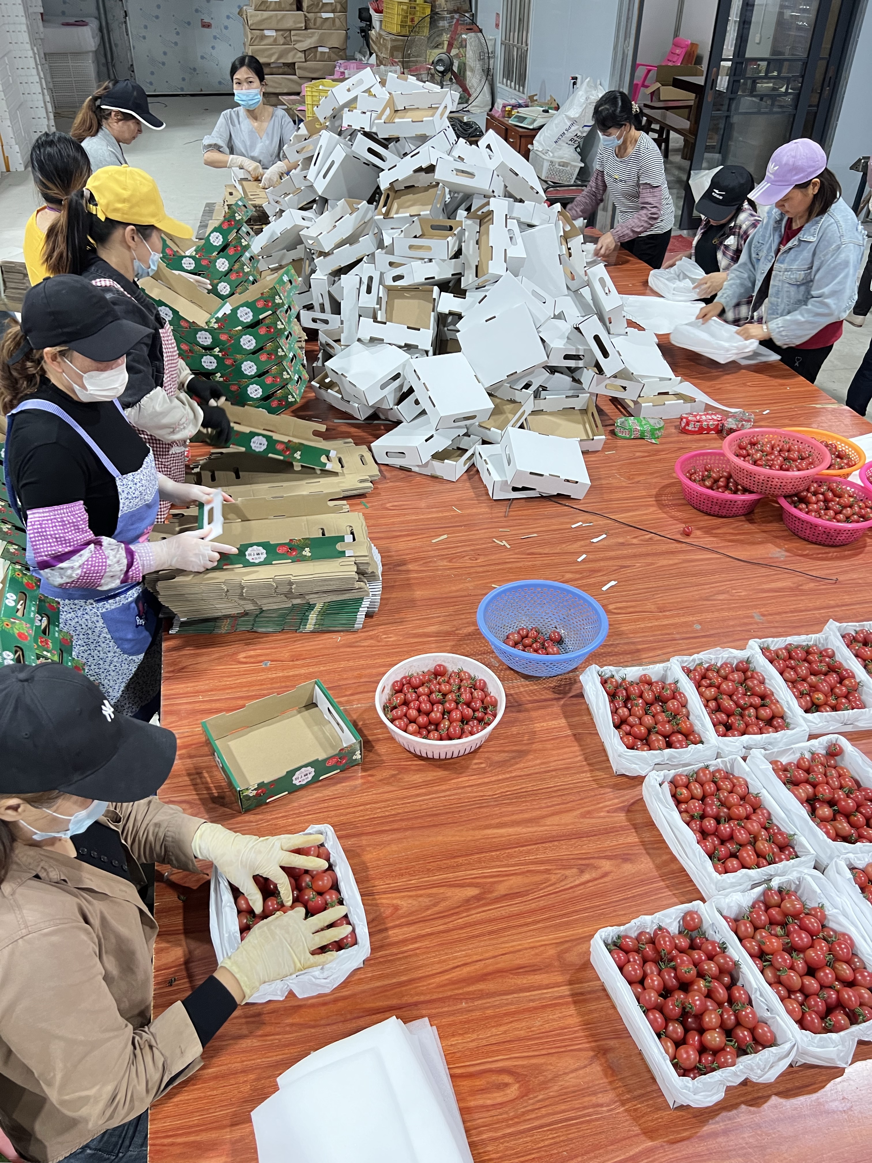 千禧圣女果广东电白一手货源产地直供，现在大量上市欢迎来电咨询