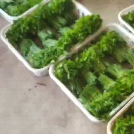 高州市树仔菜（益肝菜）