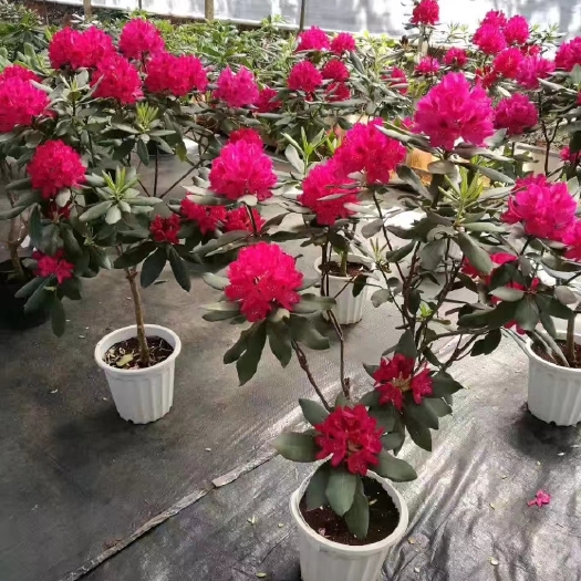 毕节马缨杜鹃苗