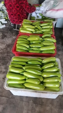 费县法拉利西葫芦  西葫芦精品