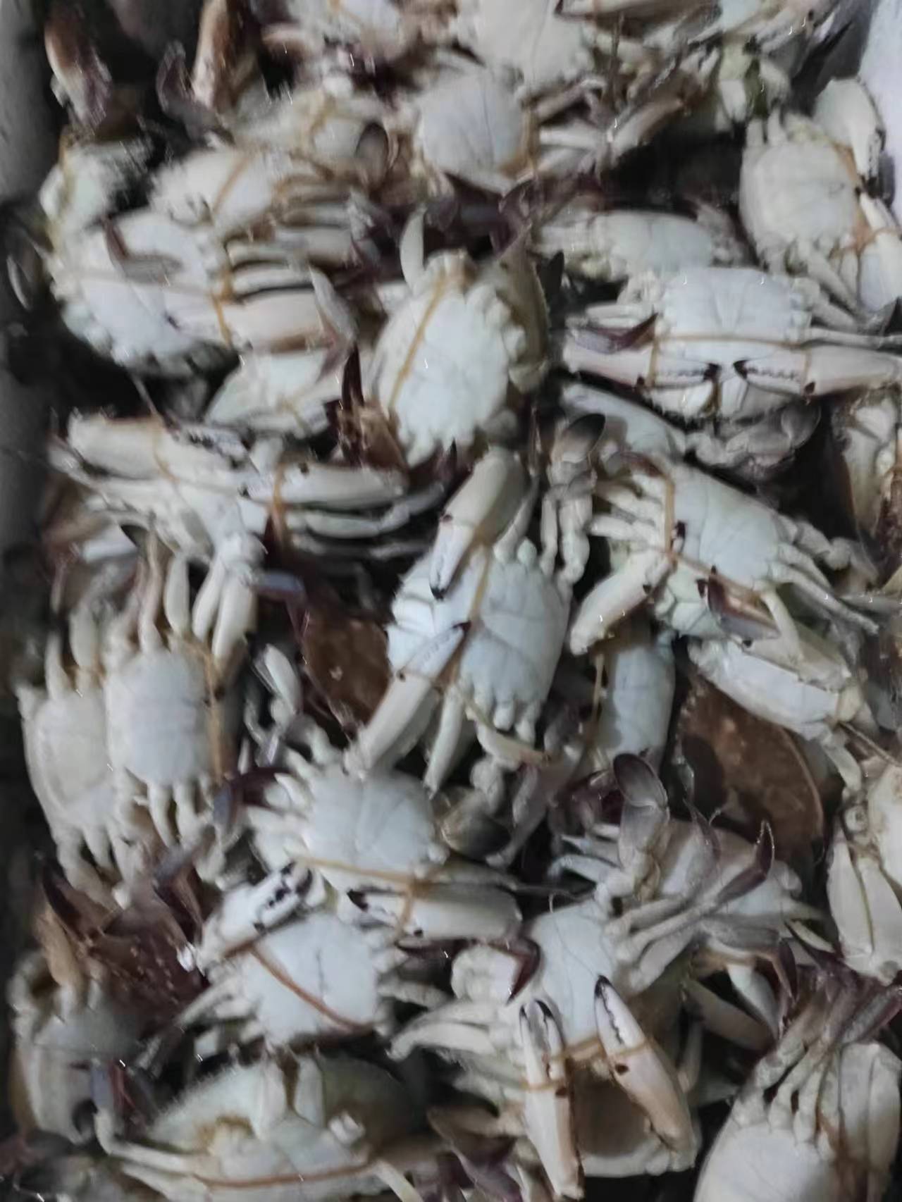 长腿章鱼