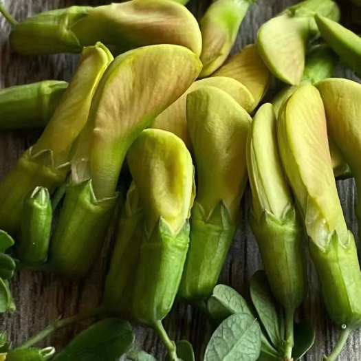 云南新鲜菜用金雀花大量上市