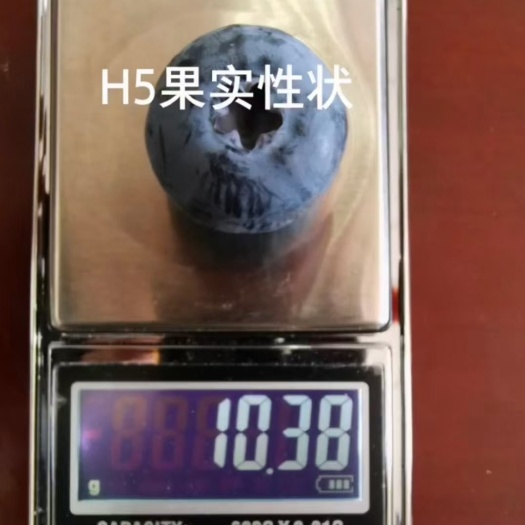 泰安H5精品蓝莓苗