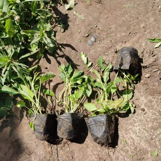 丹东蓝花鼠尾草多年草本植物