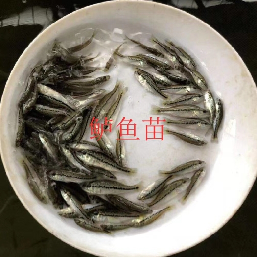 昆明鲈鱼苗，成品鲈鱼，加州鲈鱼苗  军鱼苗，量大可以免费送货。