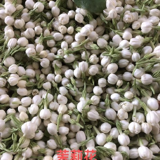 昆明2025年云南新鲜菜用茉莉花大量上市