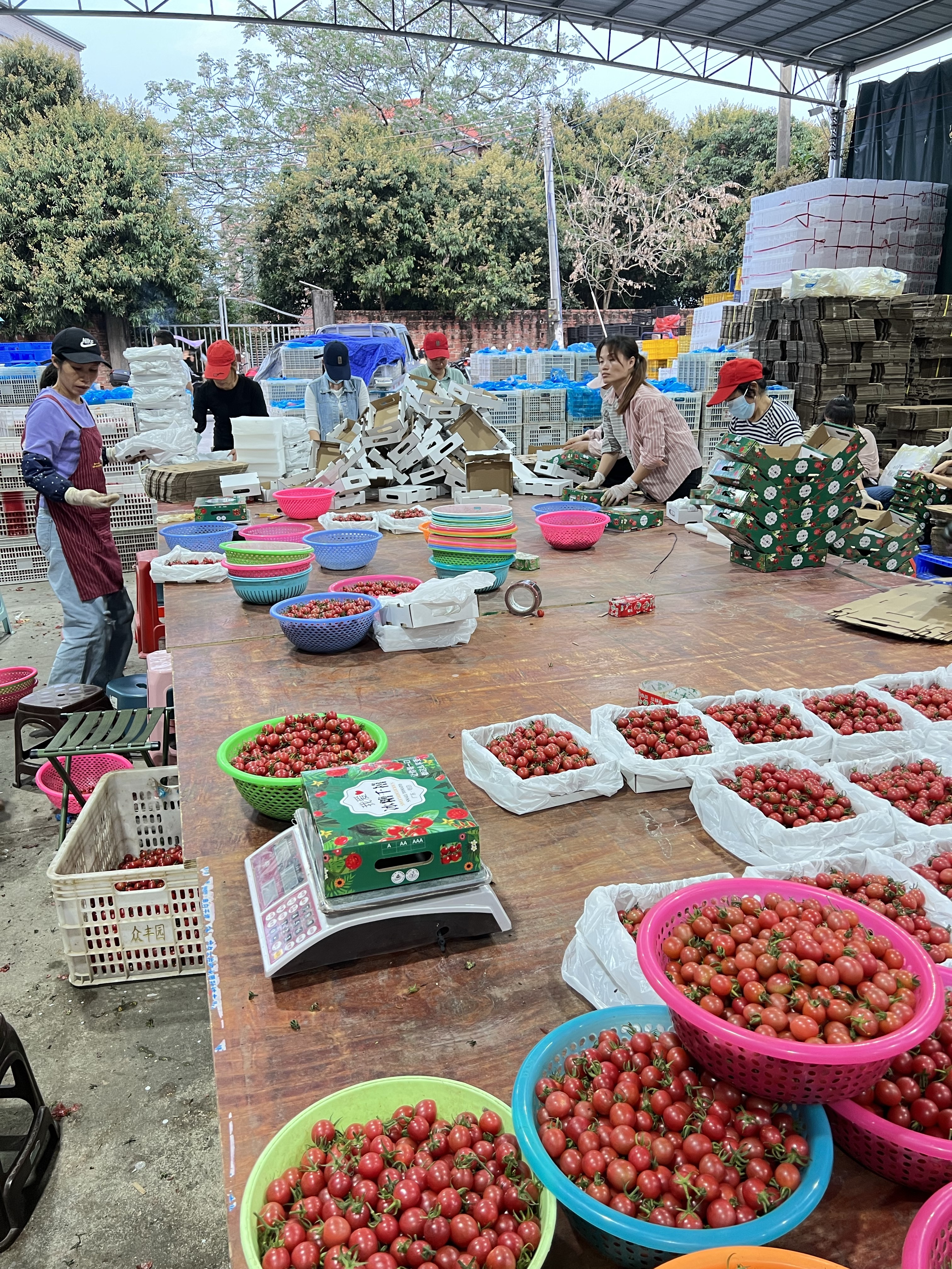 千禧圣女果广东电白一手货源产地直供，现在大量上市欢迎来电咨询