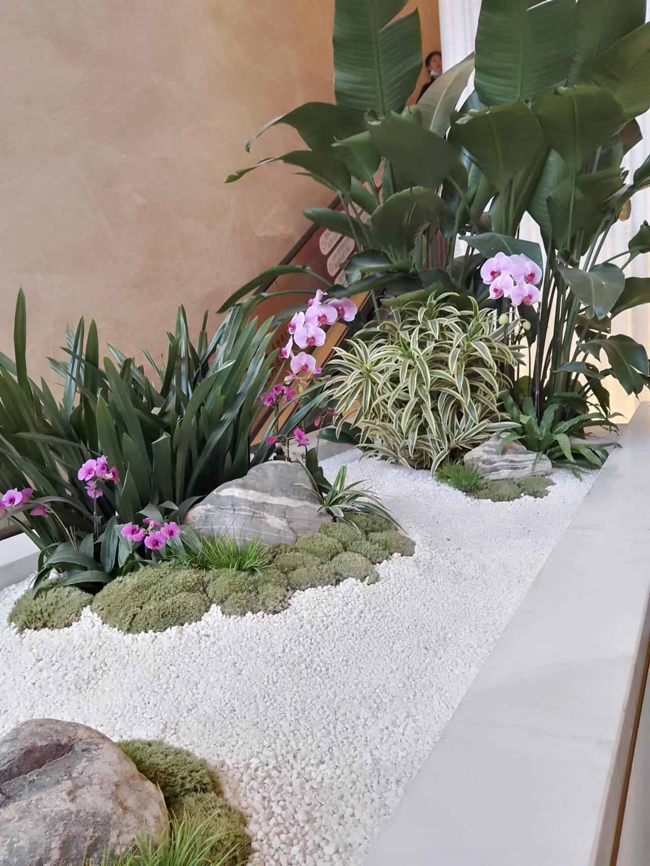 绿植花卉深圳  盆栽租摆盆景 租赁