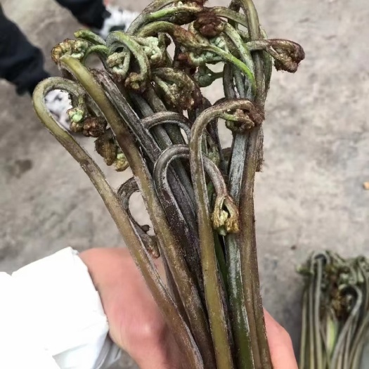 蕨菜，微菜都有苗也可以挖，贵州大山货需要联系现摘现发