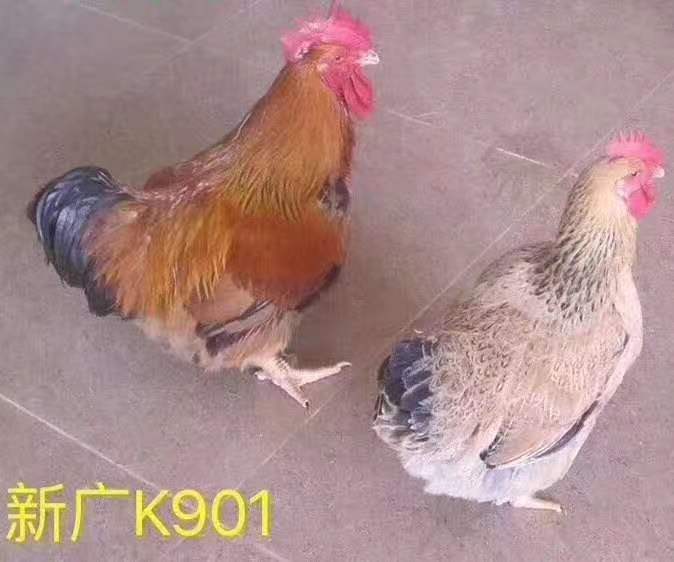 新广k901go公/母