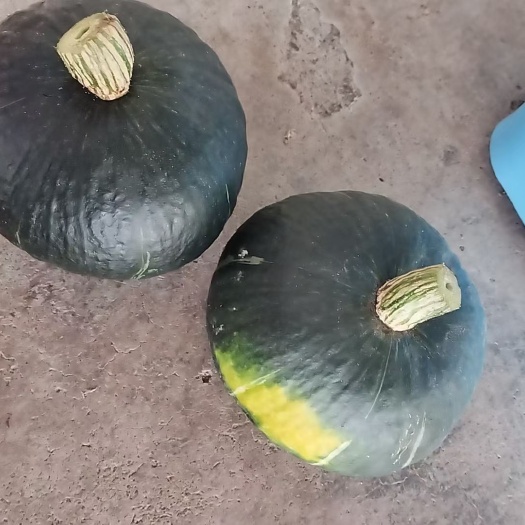 澄迈县板栗南瓜