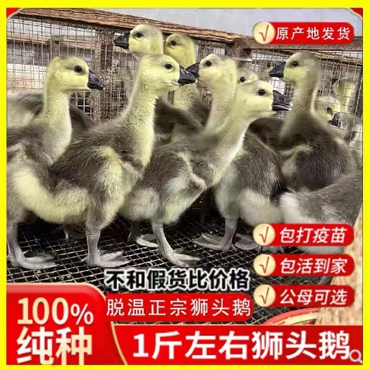 汕头【特大种】纯种狮头成鹅广东潮汕巨型澄海灰狮头成鹅饲料包邮