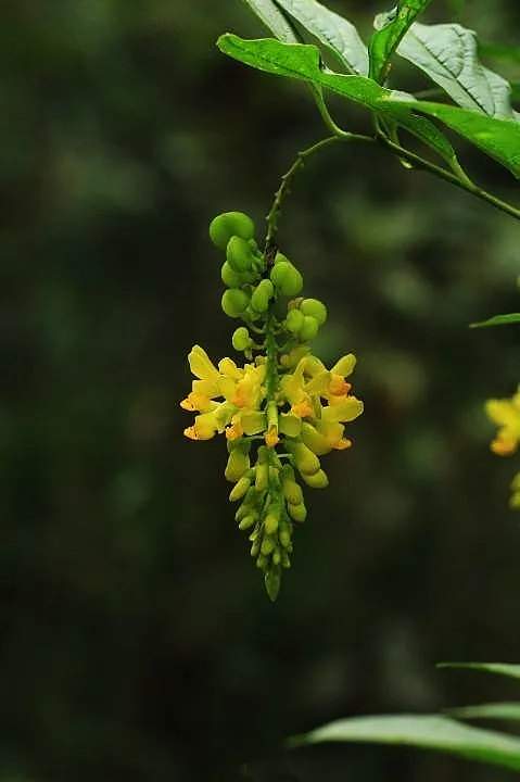 龙门县黄花倒水莲