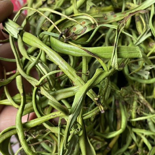 乐山小叶认准中间红色茎线原始森林肾精草、肾精茶、化石草视频现采
