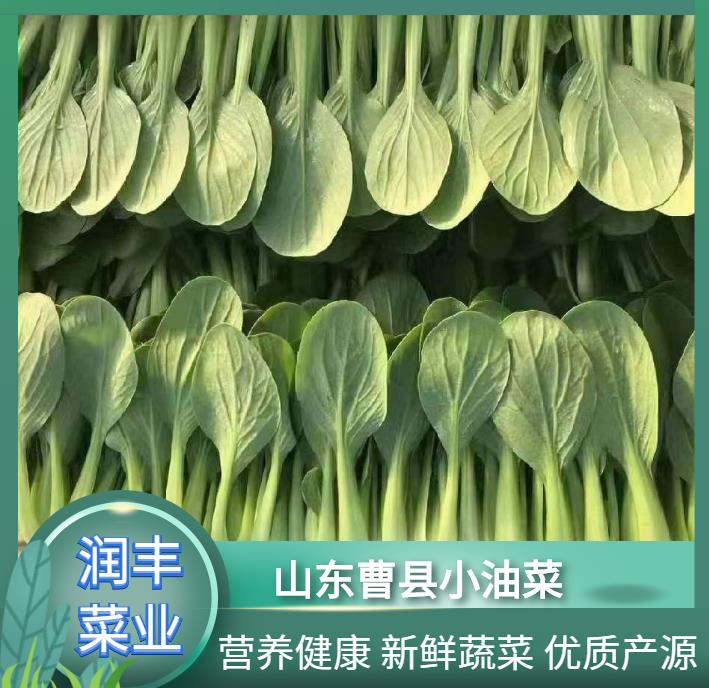曹县上海青  油菜   小油菜 基地代发   质量保证