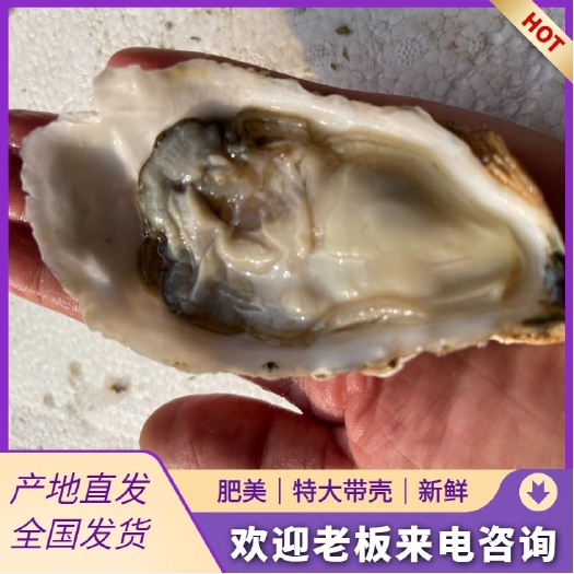 佛山乳山生蚝2.5+，三倍体
