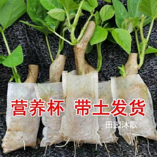 藤县葛根种苗