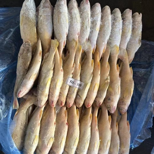 沈阳黄菇鱼批发小黄姑，全国发货一手货源