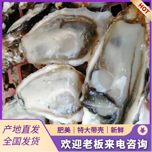 佛山#广东生蚝，乳山生蚝，三倍体，各种规格