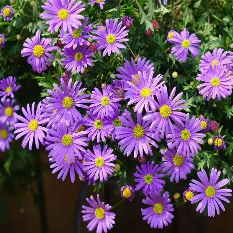 沭阳县多年生花籽宿根种子花庭院花草子荷兰菊耐寒花种喜阴花草种子