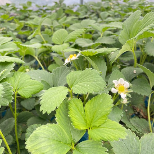 长丰县红颜草莓母苗基地直拍