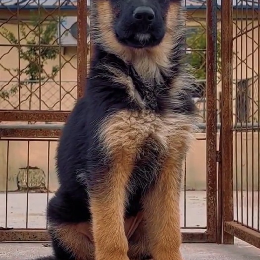 利辛县德牧，德国牧羊犬