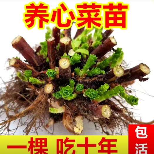 永清县费菜救心菜养心菜