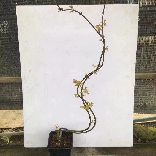 广州造型流泉枫基地直销全国一件代发物美价廉冒大品质有保障诚信经营