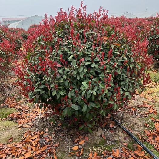 沭阳县红叶石楠球