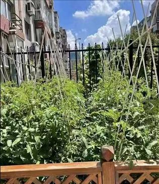 荥阳市玻璃纤维黄瓜西红柿辣椒定植杆，爬藤架