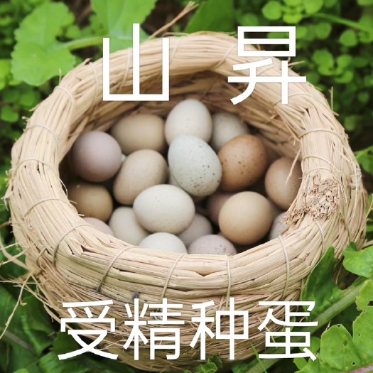 广元芦丁鸡种蛋，纯白三色礼服派特